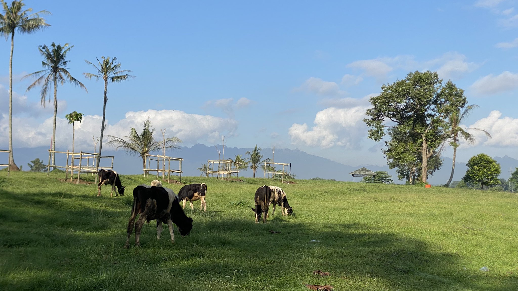 Dairy cows grazing in an open pasture with a mountain backdrop at Propang Ranch